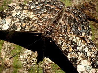 San Ignacio - Tuin Museum
